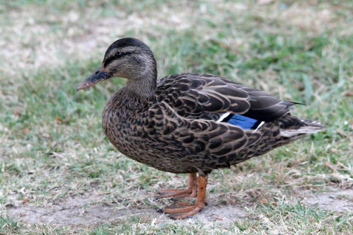 Grey Duck (Anas superciliosa)